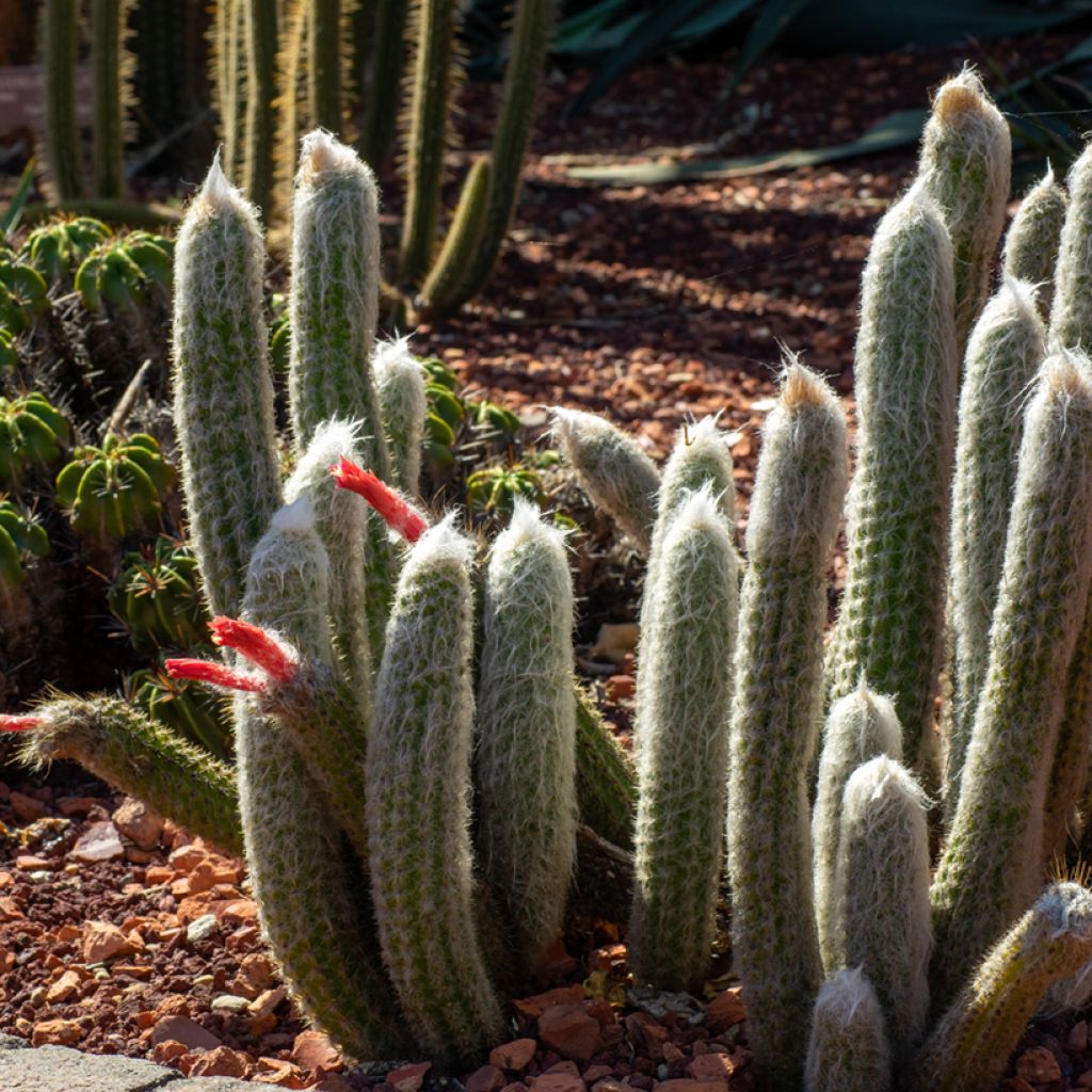 Cactus cierge - Cleistocactus strausii