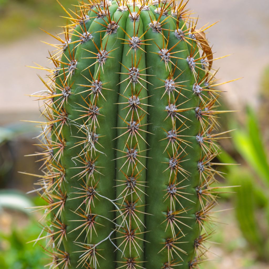Cactus candélabre - Echinopsis pasacana