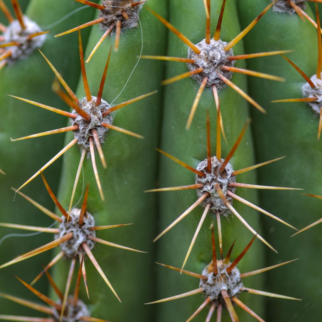 Cactus candélabre - Echinopsis pasacana