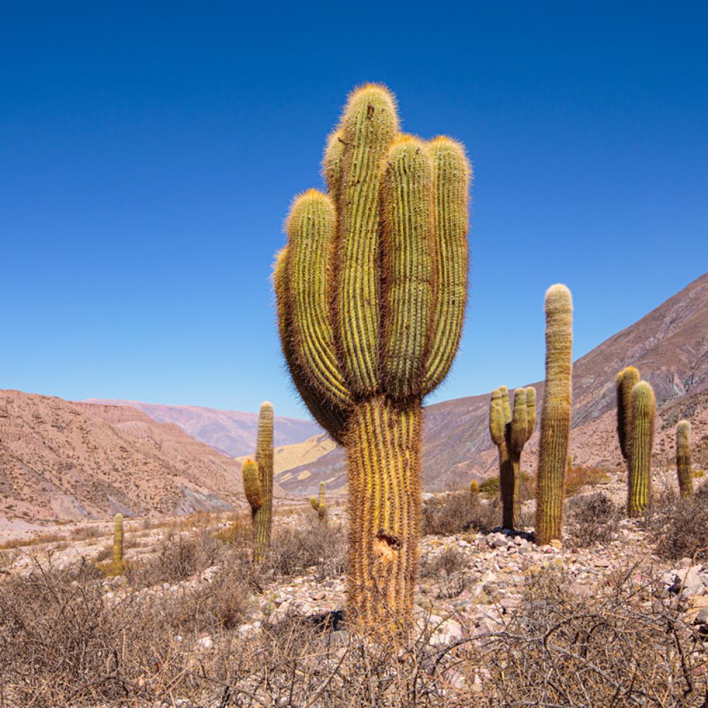 Cactus candélabre - Echinopsis pasacana