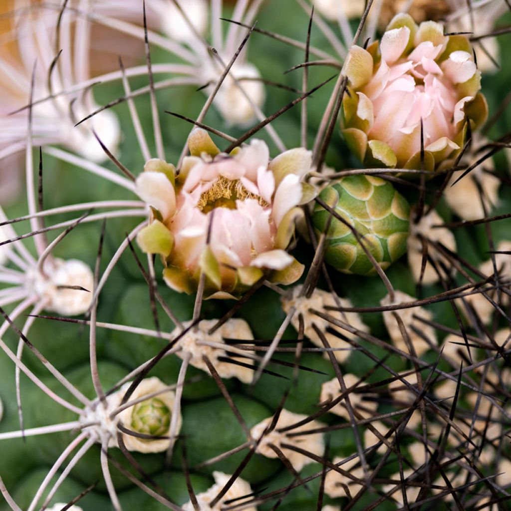 Cactus - Gymnocalycium saglionis
