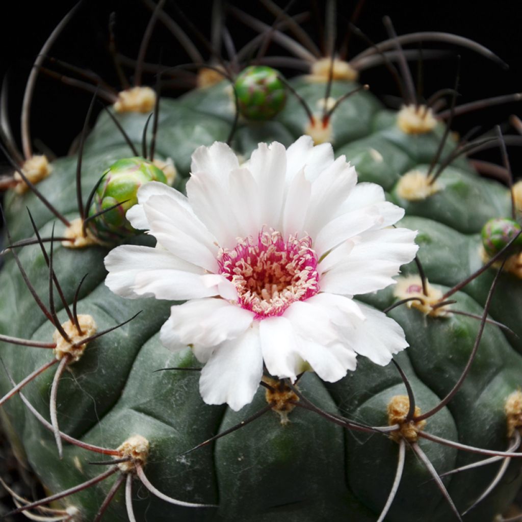 Cactus - Gymnocalycium saglionis