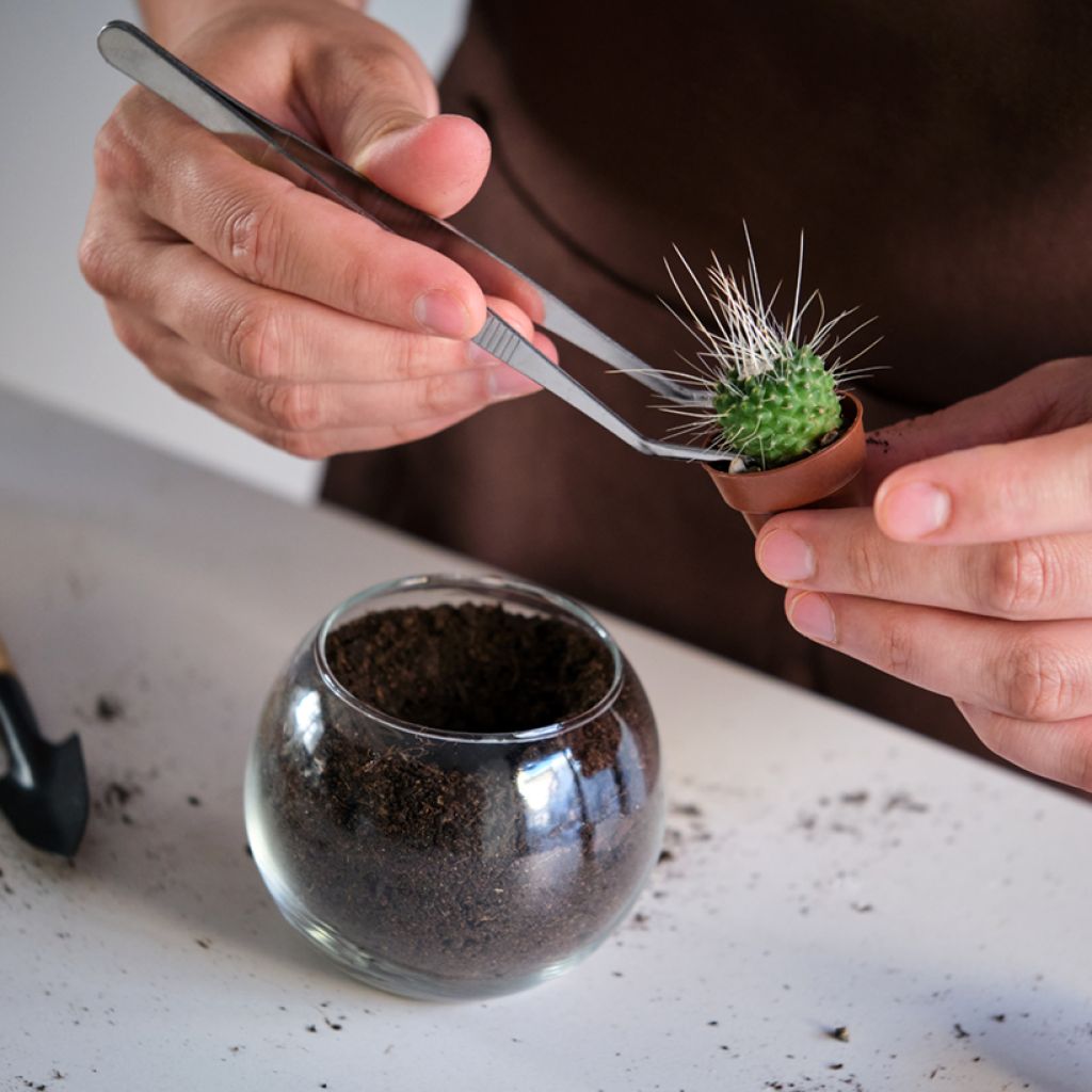 Cactus - Mammillaria Un Pico