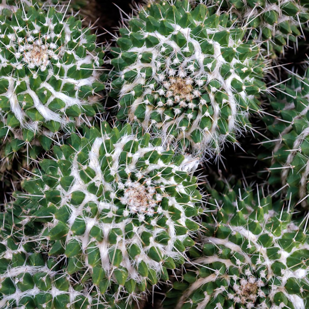 Cactus - Mammillaria compressa