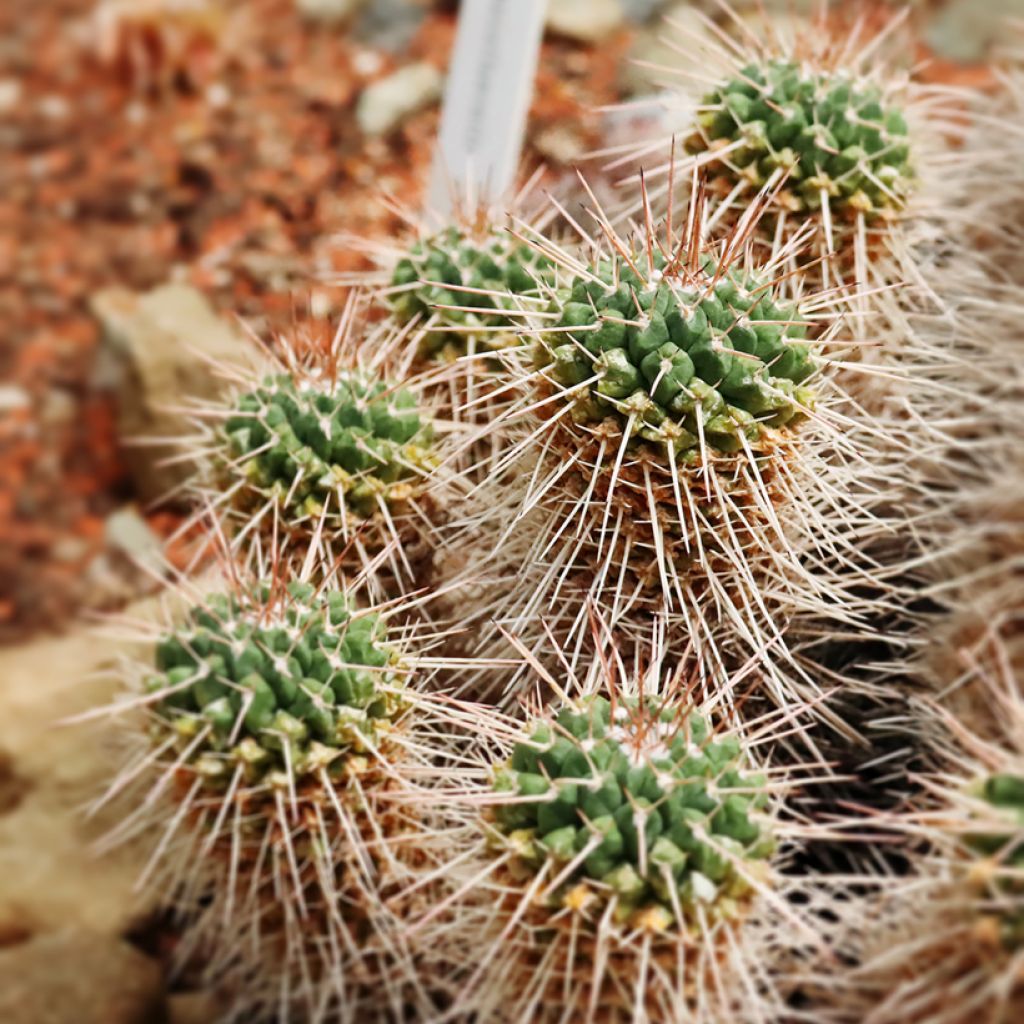 Cactus - Mammillaria compressa