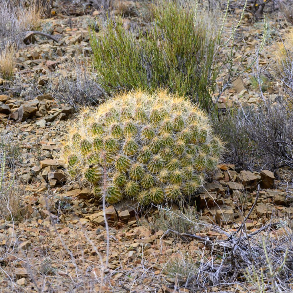 Cactus - Mammillaria compressa