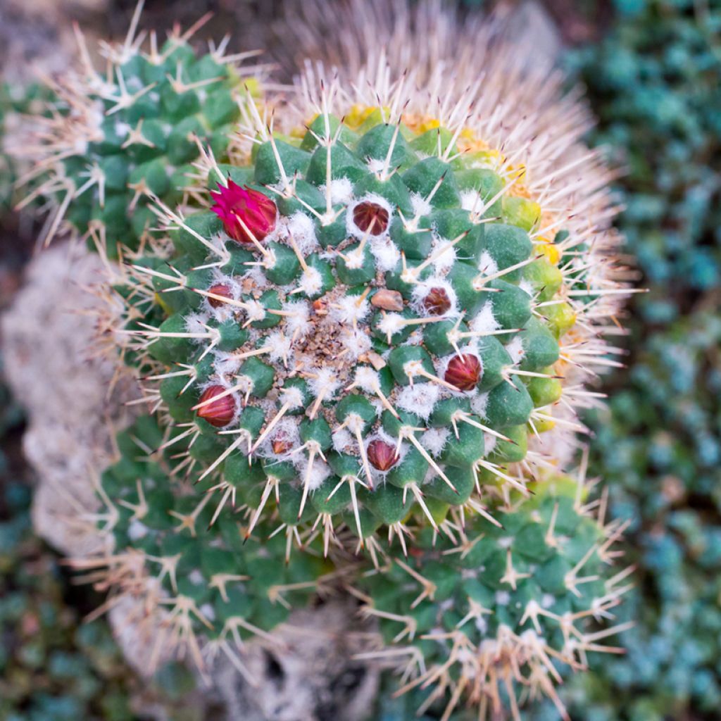 Cactus - Mammillaria compressa