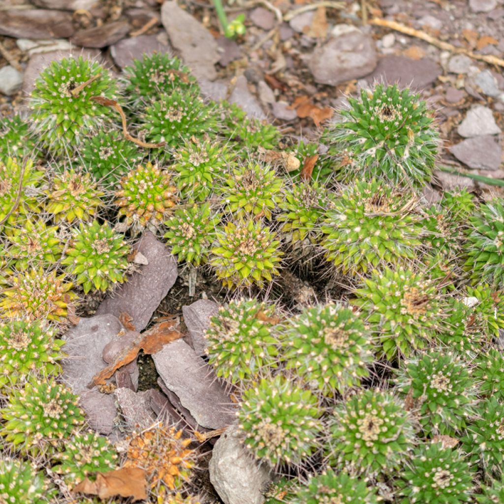 Cactus - Mammillaria compressa