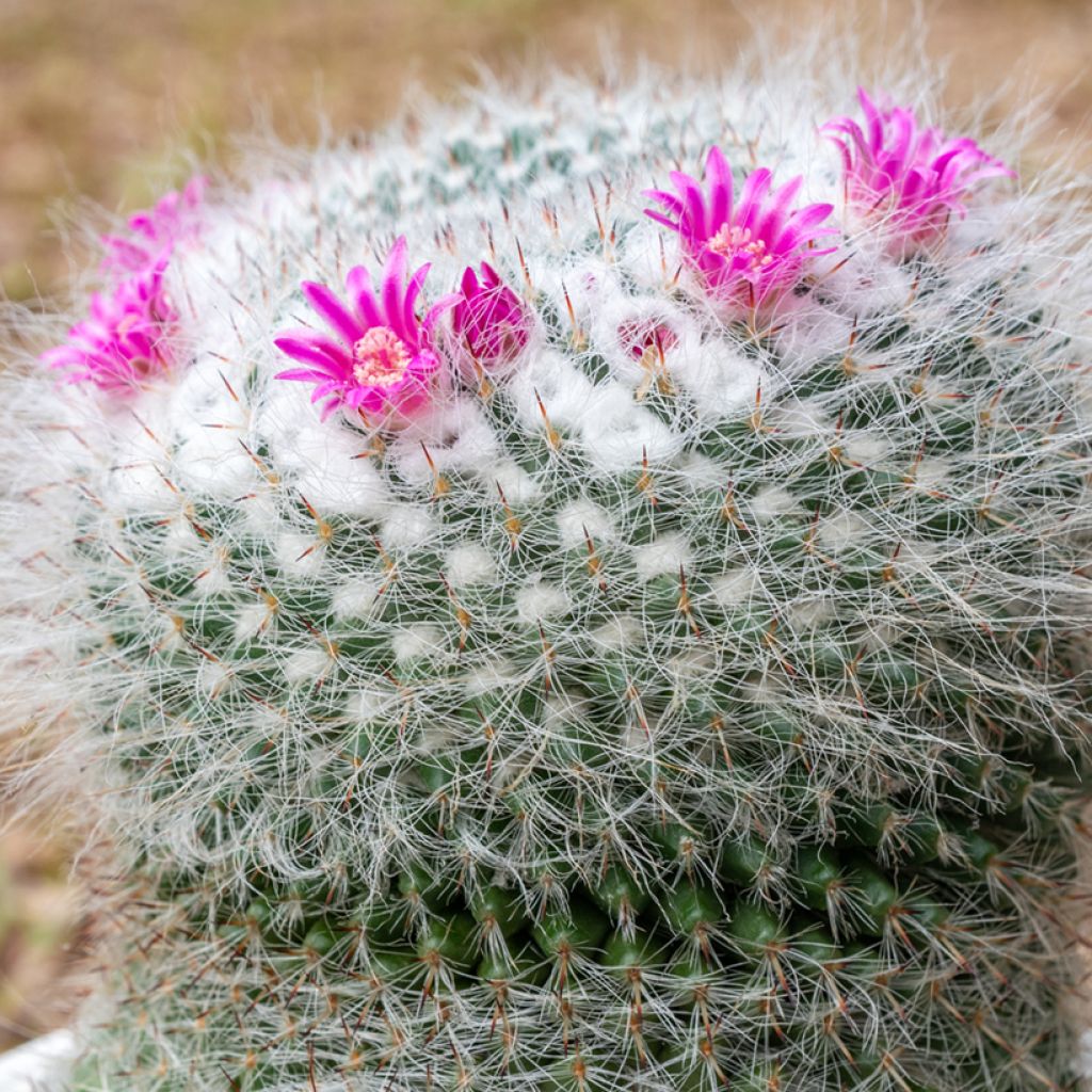 Cactus - Mammillaria hahniana