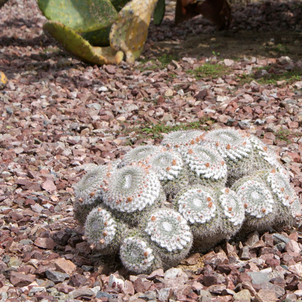 Cactus - Mammillaria hahniana