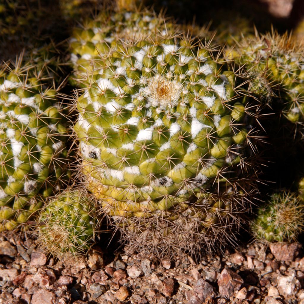 Cactus - Mammillaria marksiana