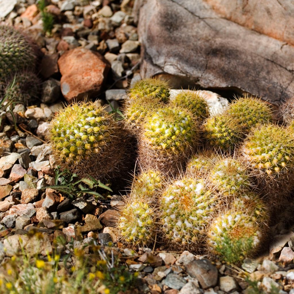 Cactus - Mammillaria marksiana