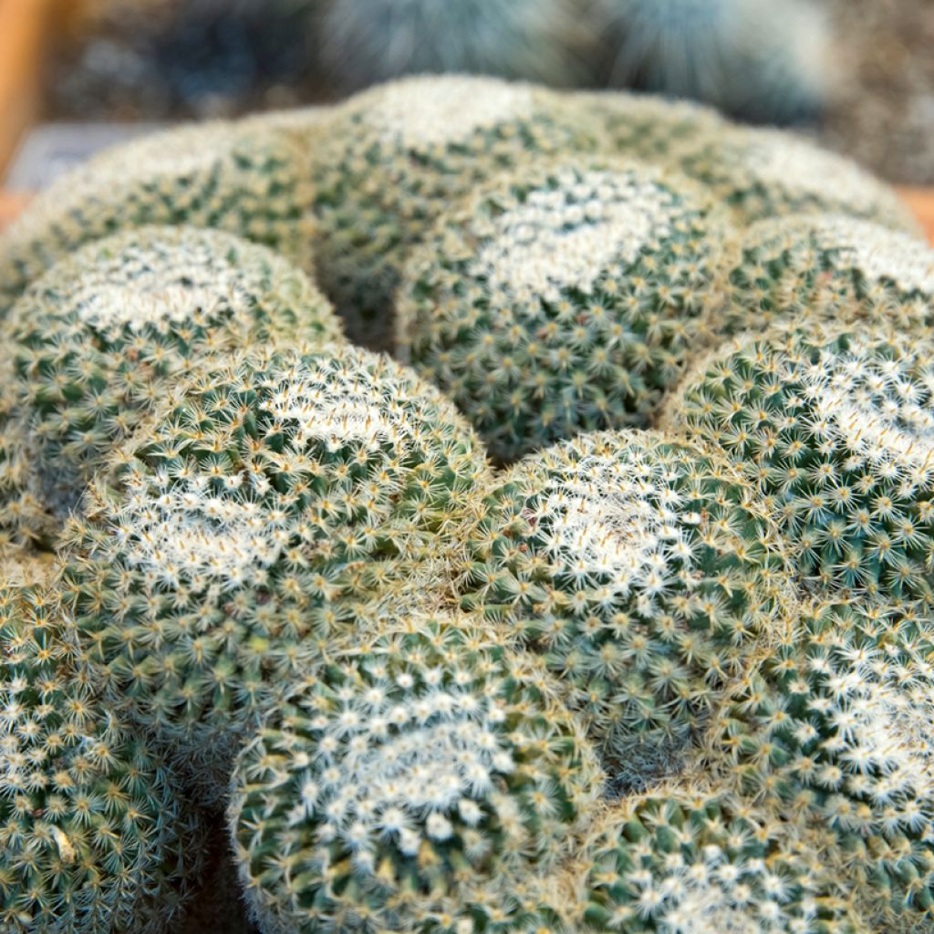 Cactus - Mammillaria muehlenpfordtii