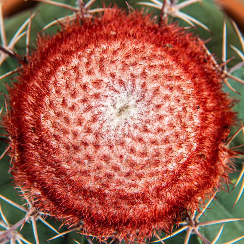 Cactus - Melocactus bahiensis