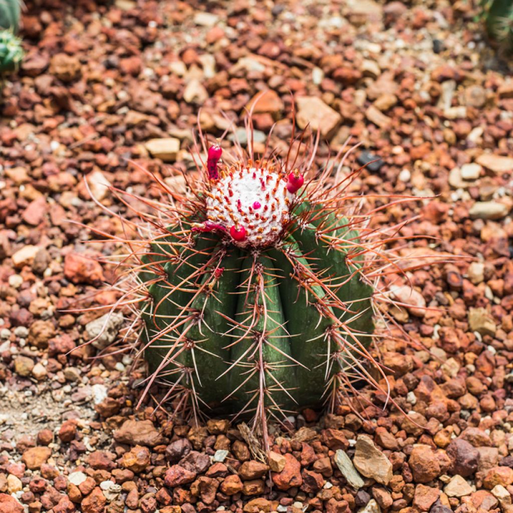 Cactus - Melocactus bahiensis