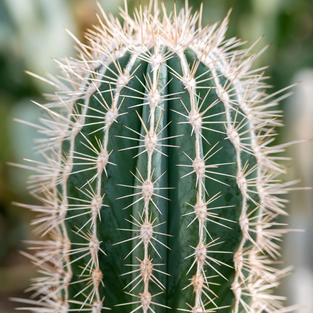 Cactus - Pachycereus pringlei