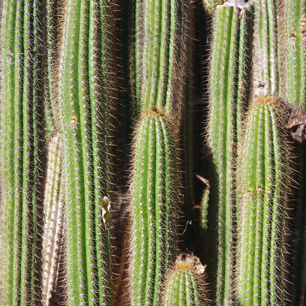 Cactus - Pachycereus pringlei