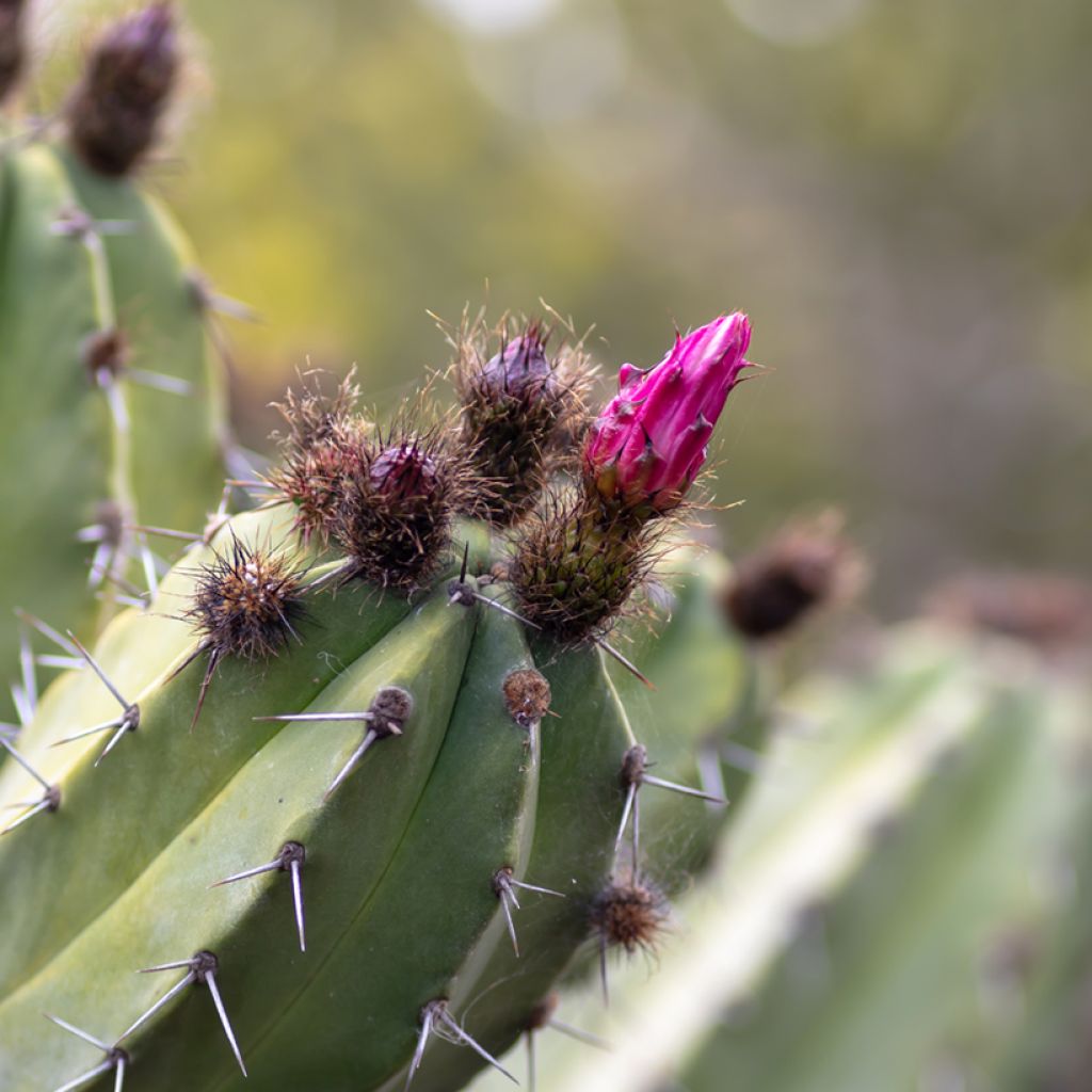 Cactus - Polaskia chende