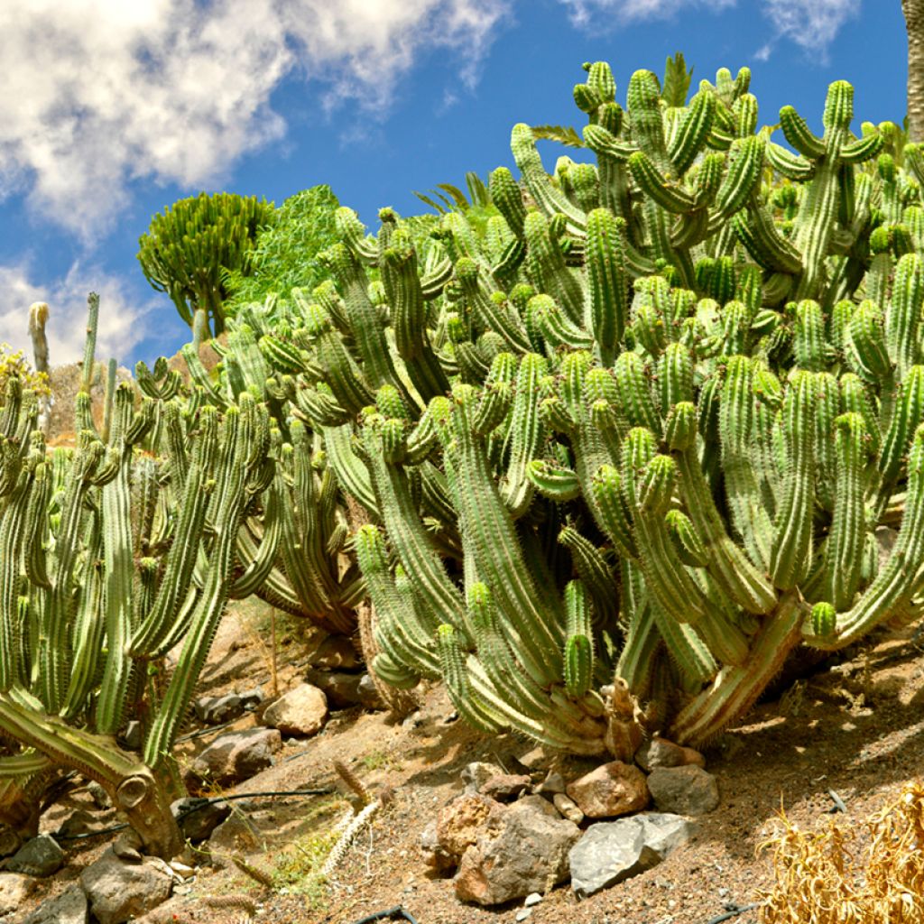 Cactus - Polaskia chichipe