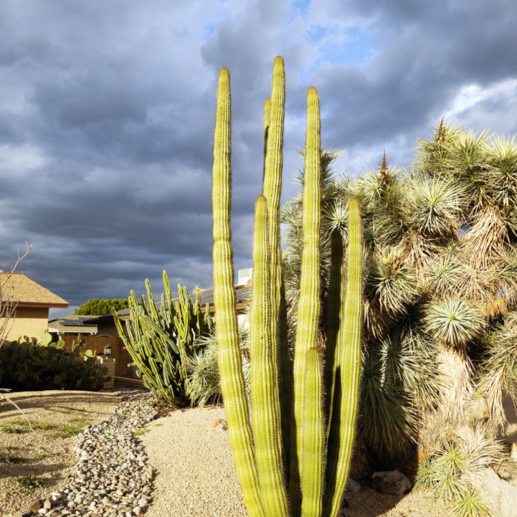 Cactus - Stenocereus griseus