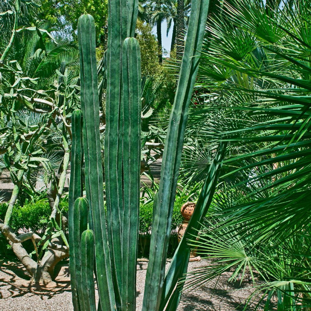 Cactus - Stenocereus marginatus