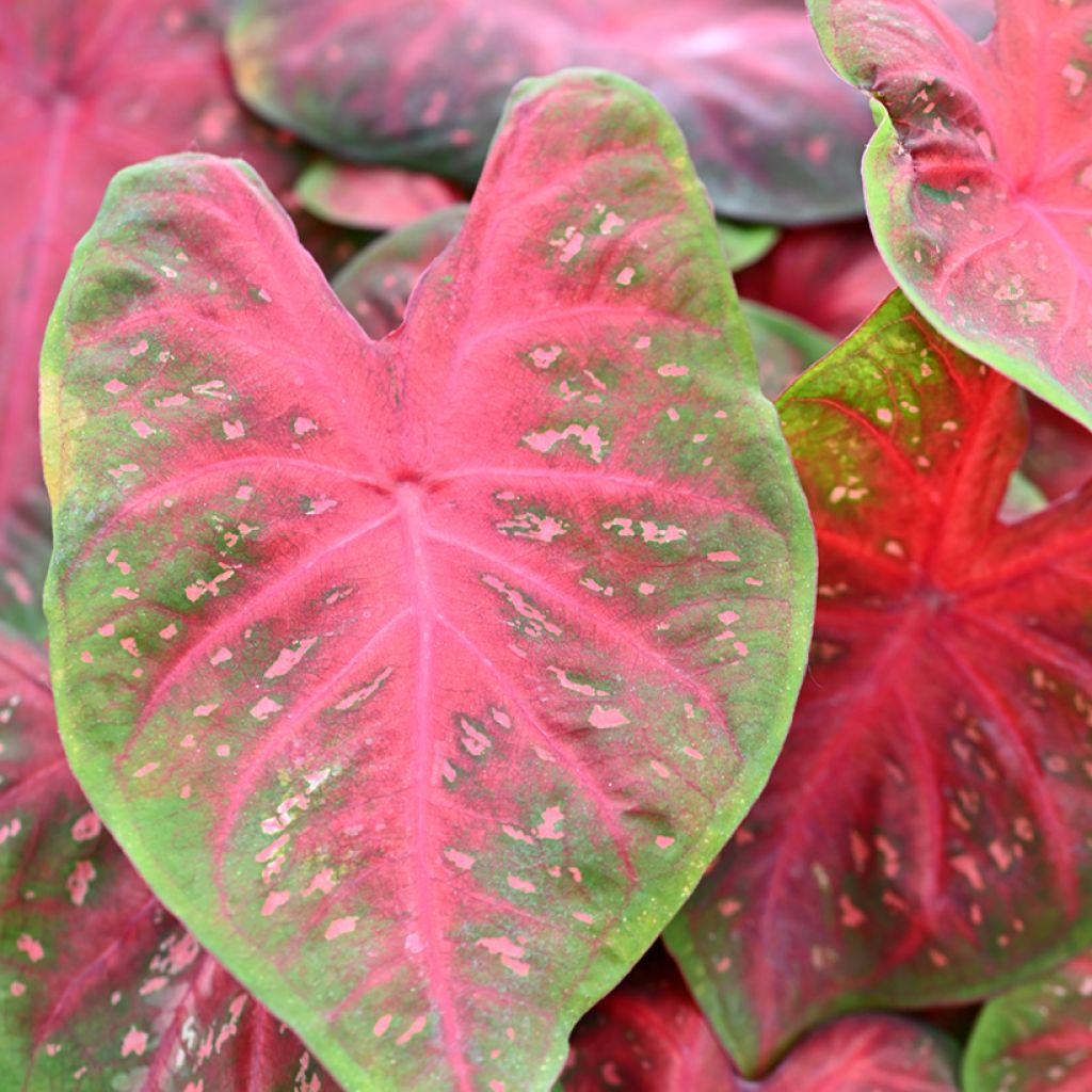 Caladium Casey