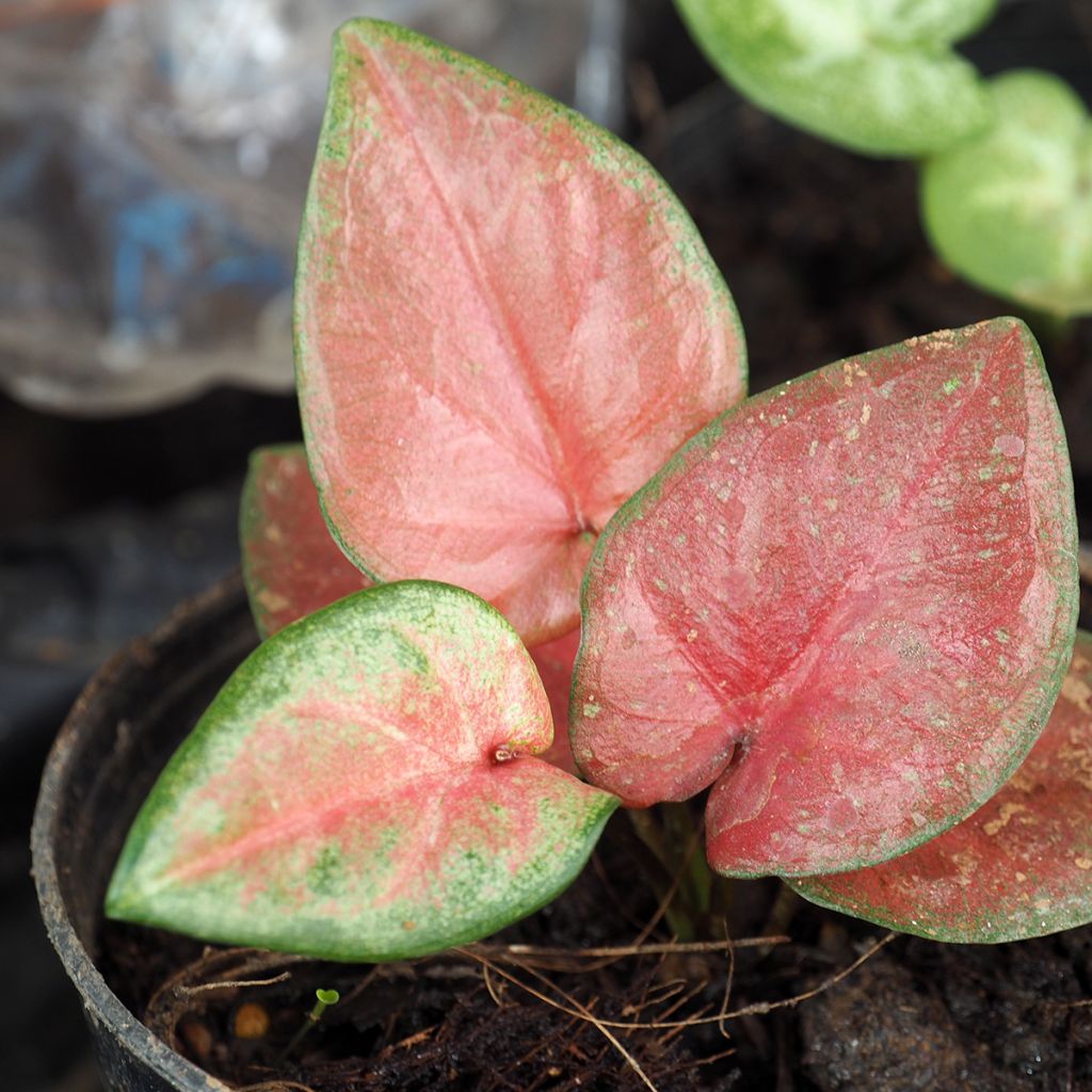 Caladium Maculatum