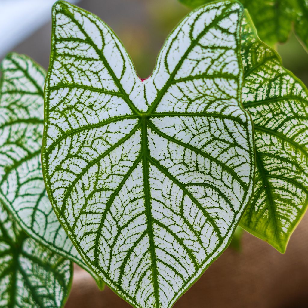 Caladium Pliage