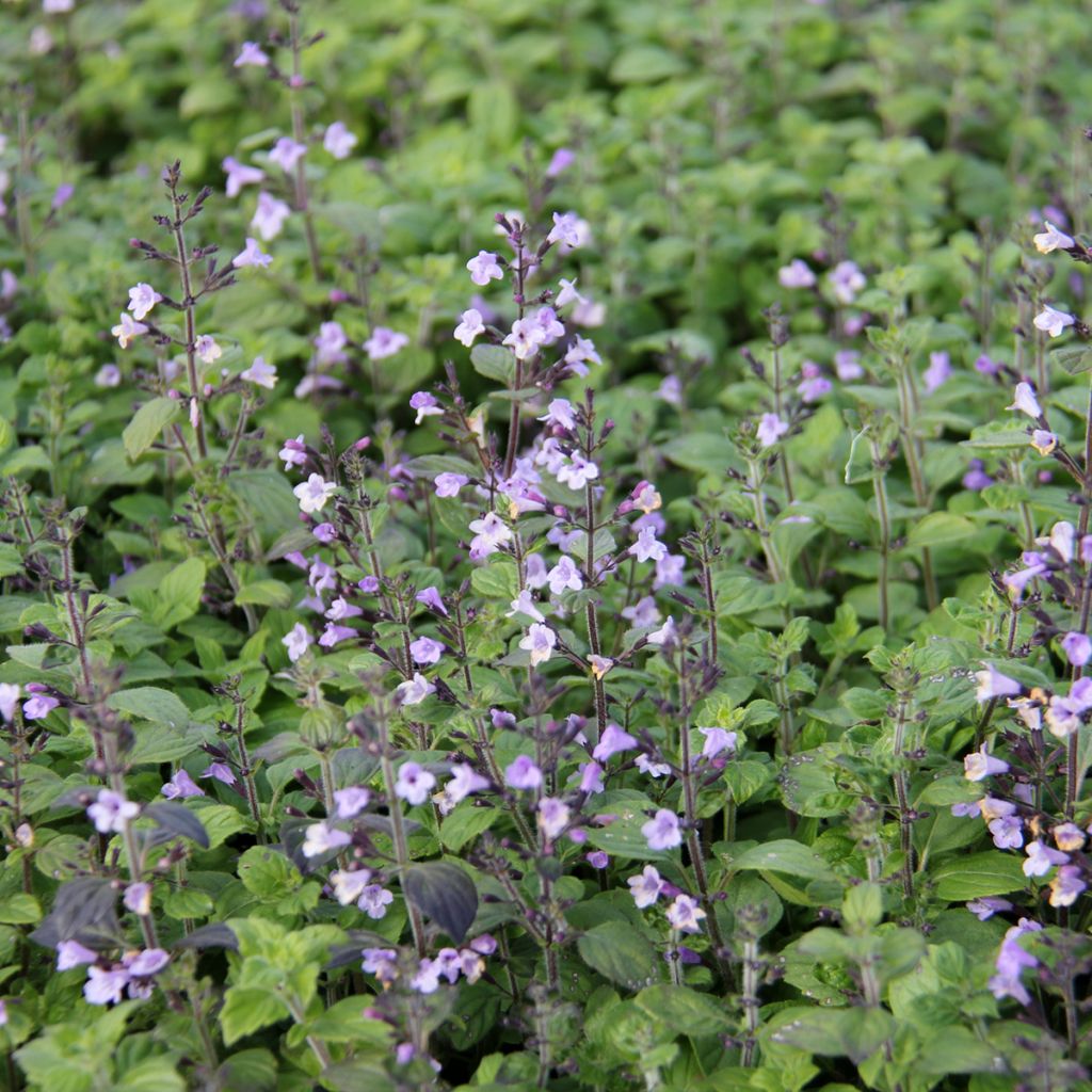 Calamintha nepeta Marvelette Blue - Calament