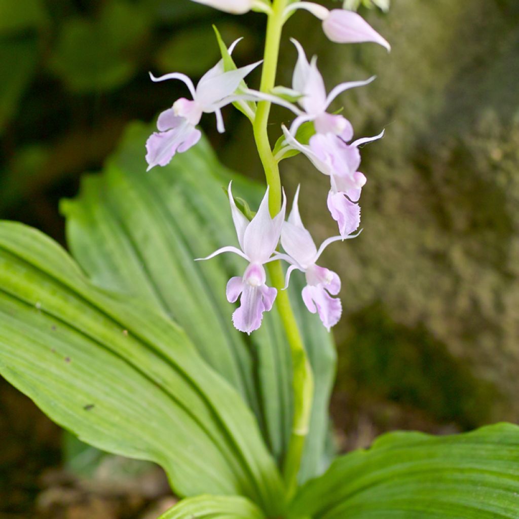 Calanthe reflexa - Orchidée vivace