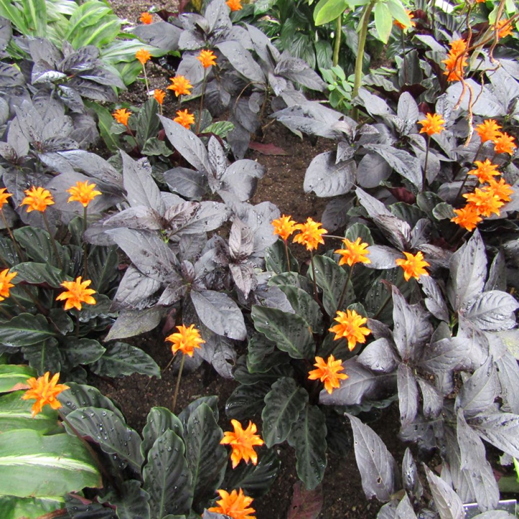 Calathea crocata - Calathée safranée
