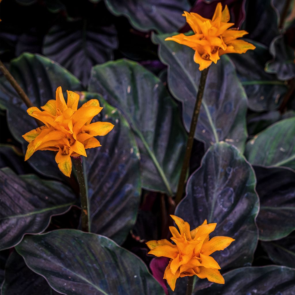 Calathea crocata - Calathée safranée