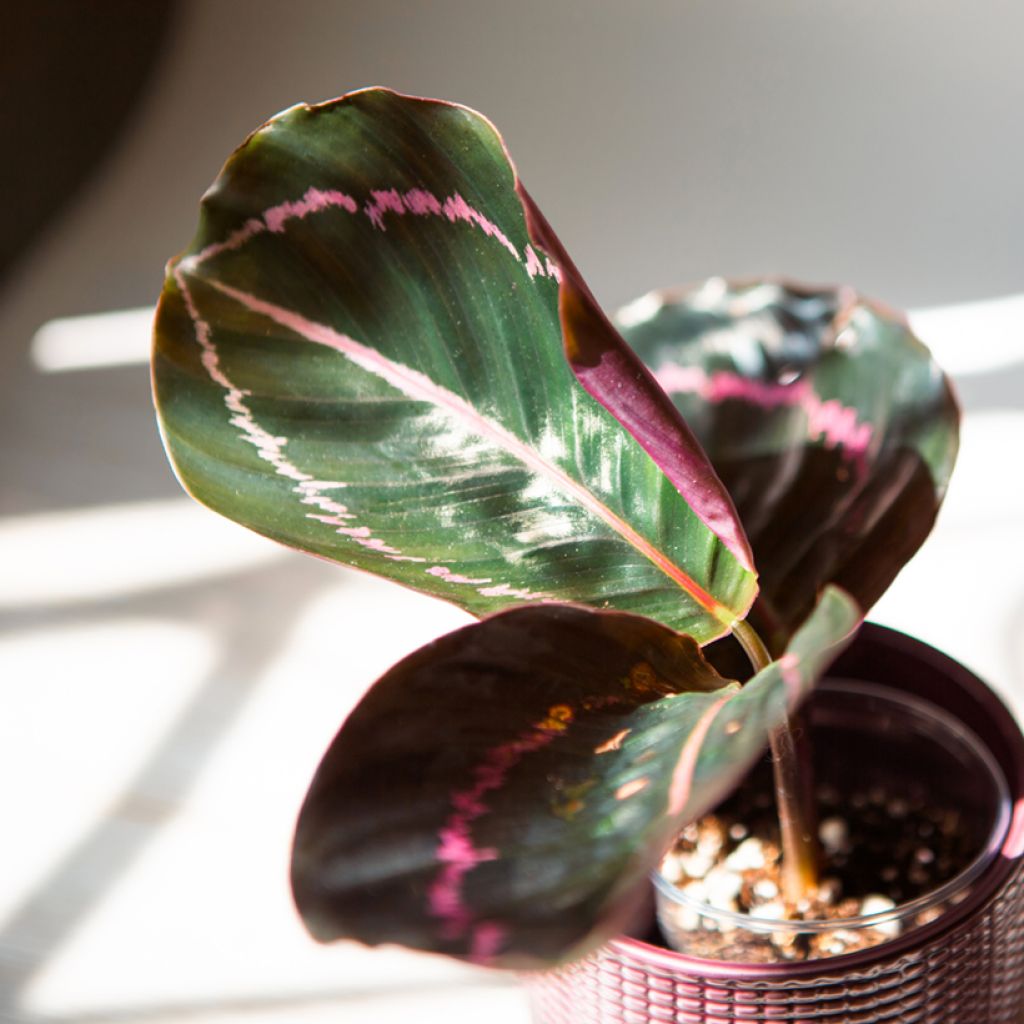 Calathea Dottie