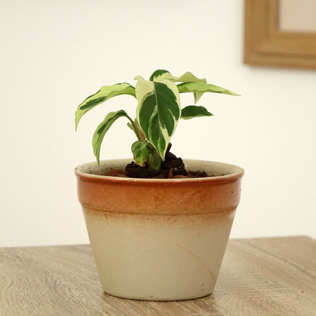 Calathea Fusion White