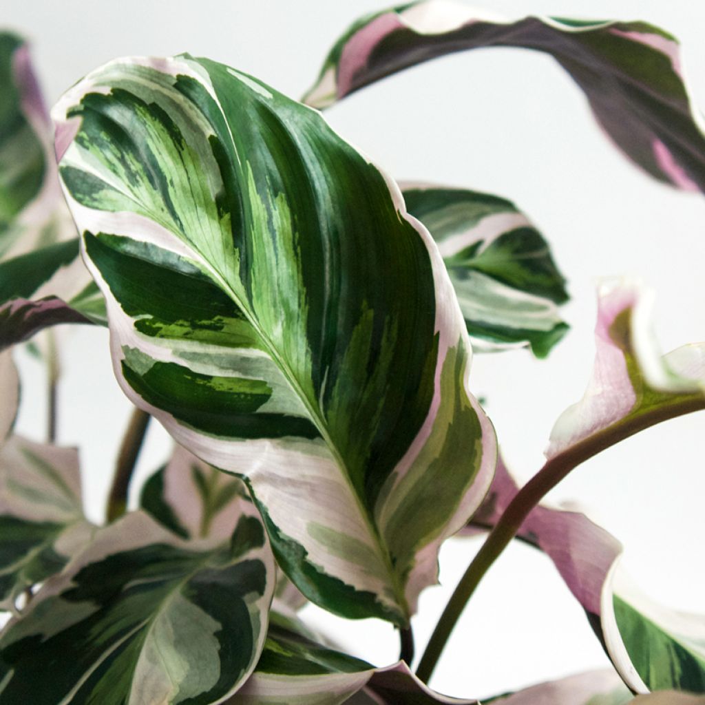 Calathea Fusion White