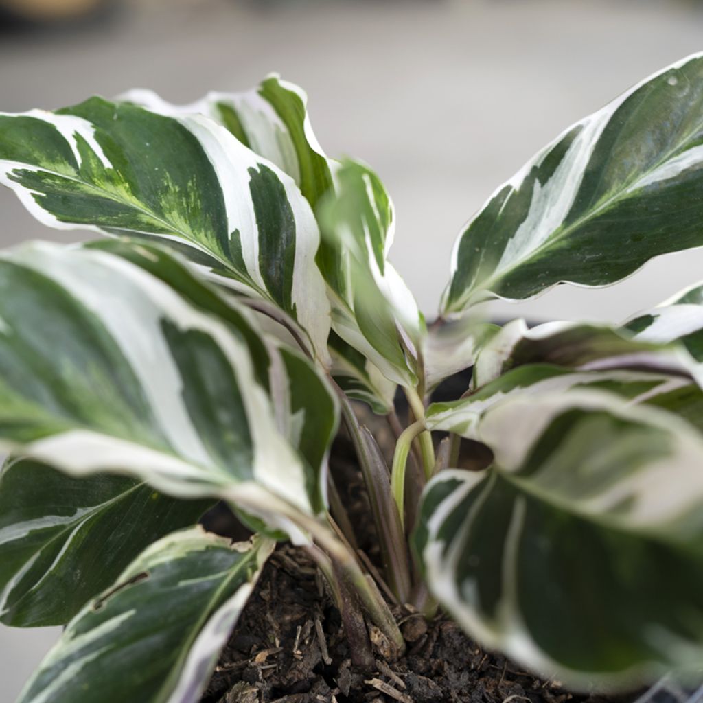 Calathea Fusion White