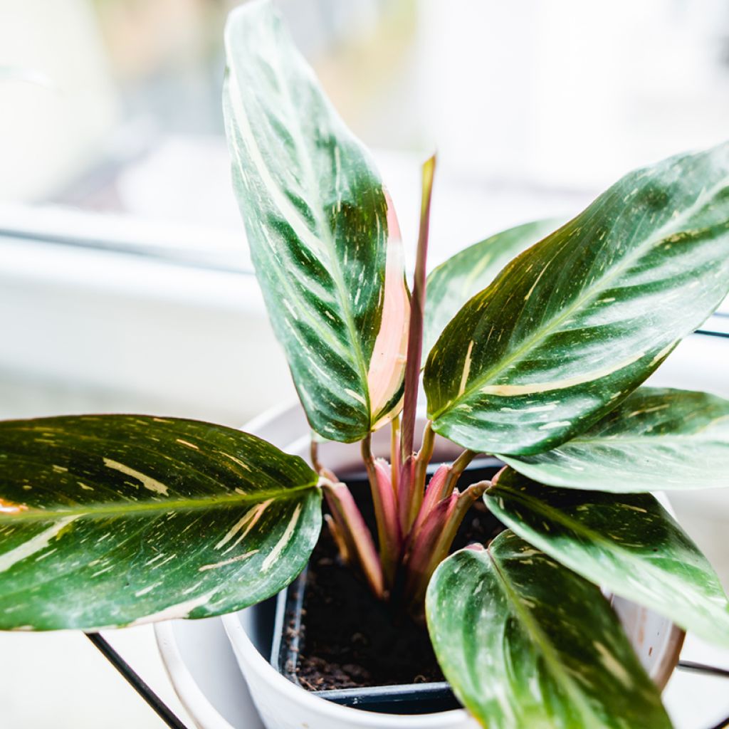 Calathea Magic Star