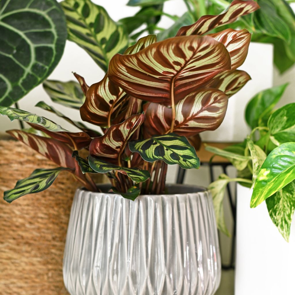 Calathea makoyana