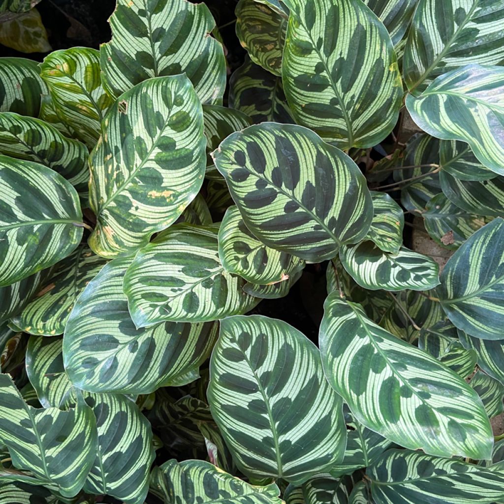 Calathea makoyana