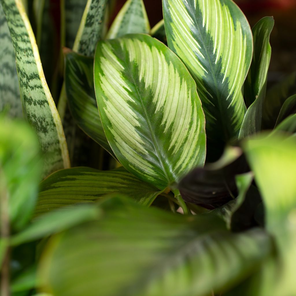 Calathea Meili
