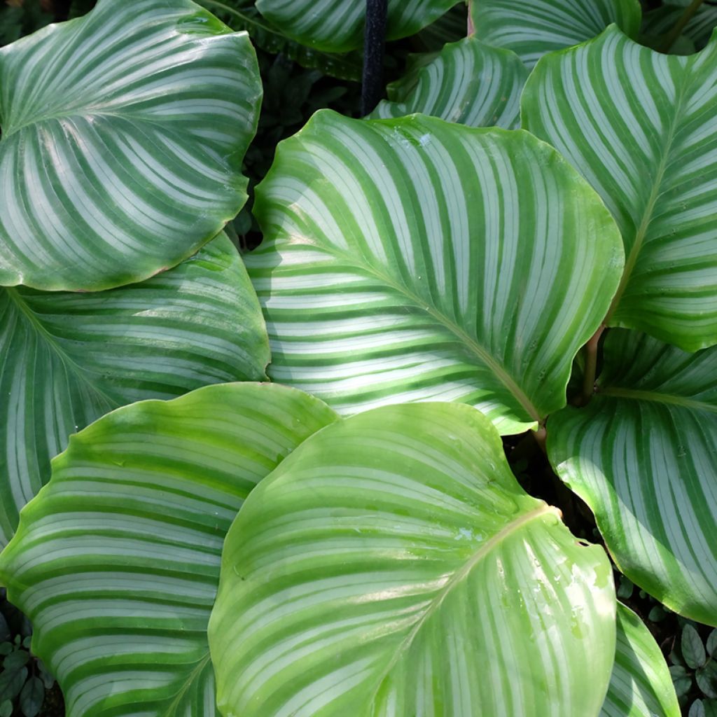 Calathea orbifolia