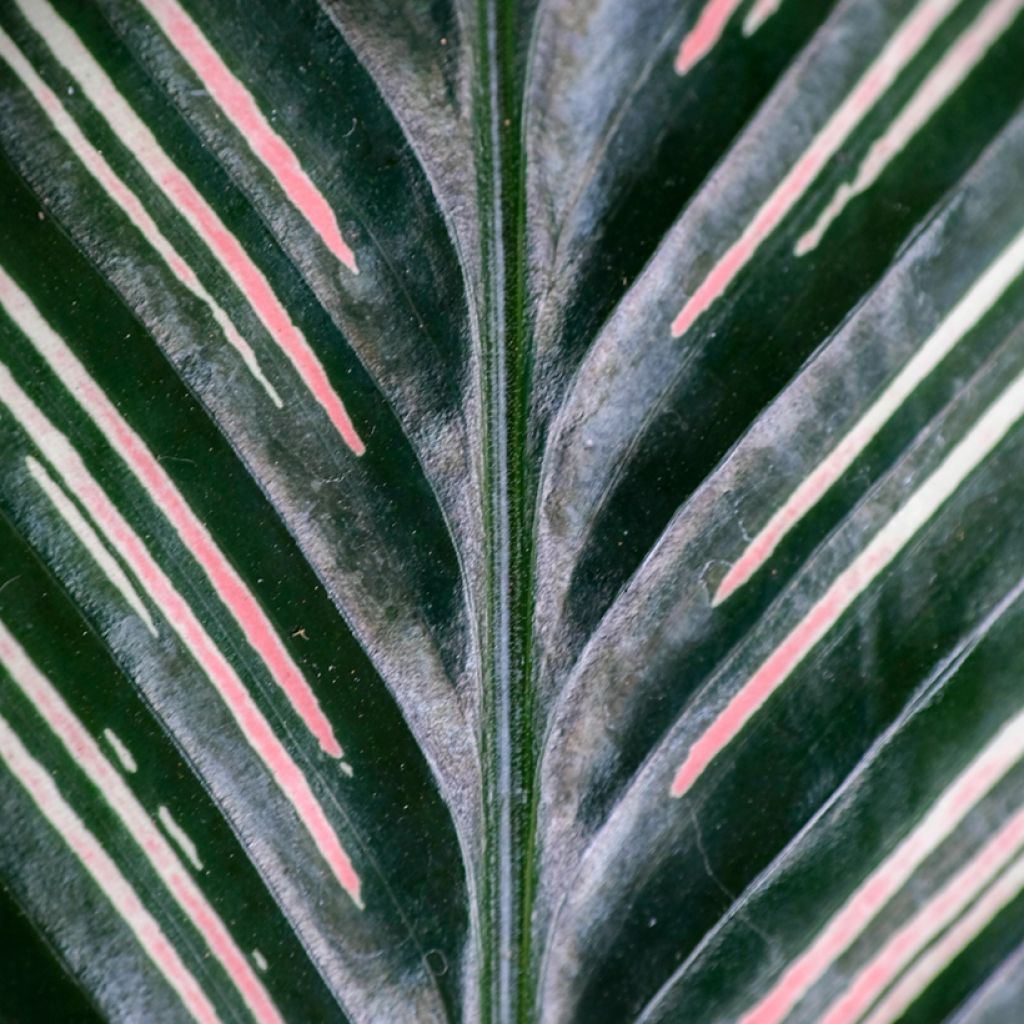 Calathea ornata