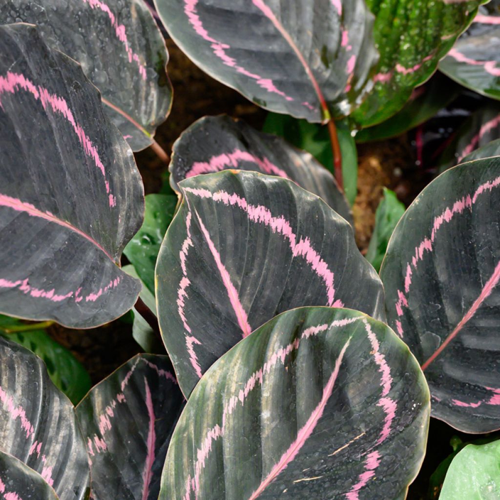 Calathea roseopicta