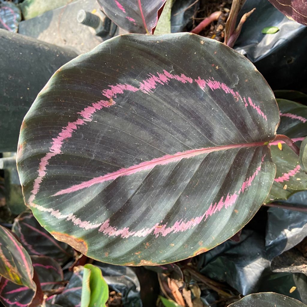 Calathea roseopicta