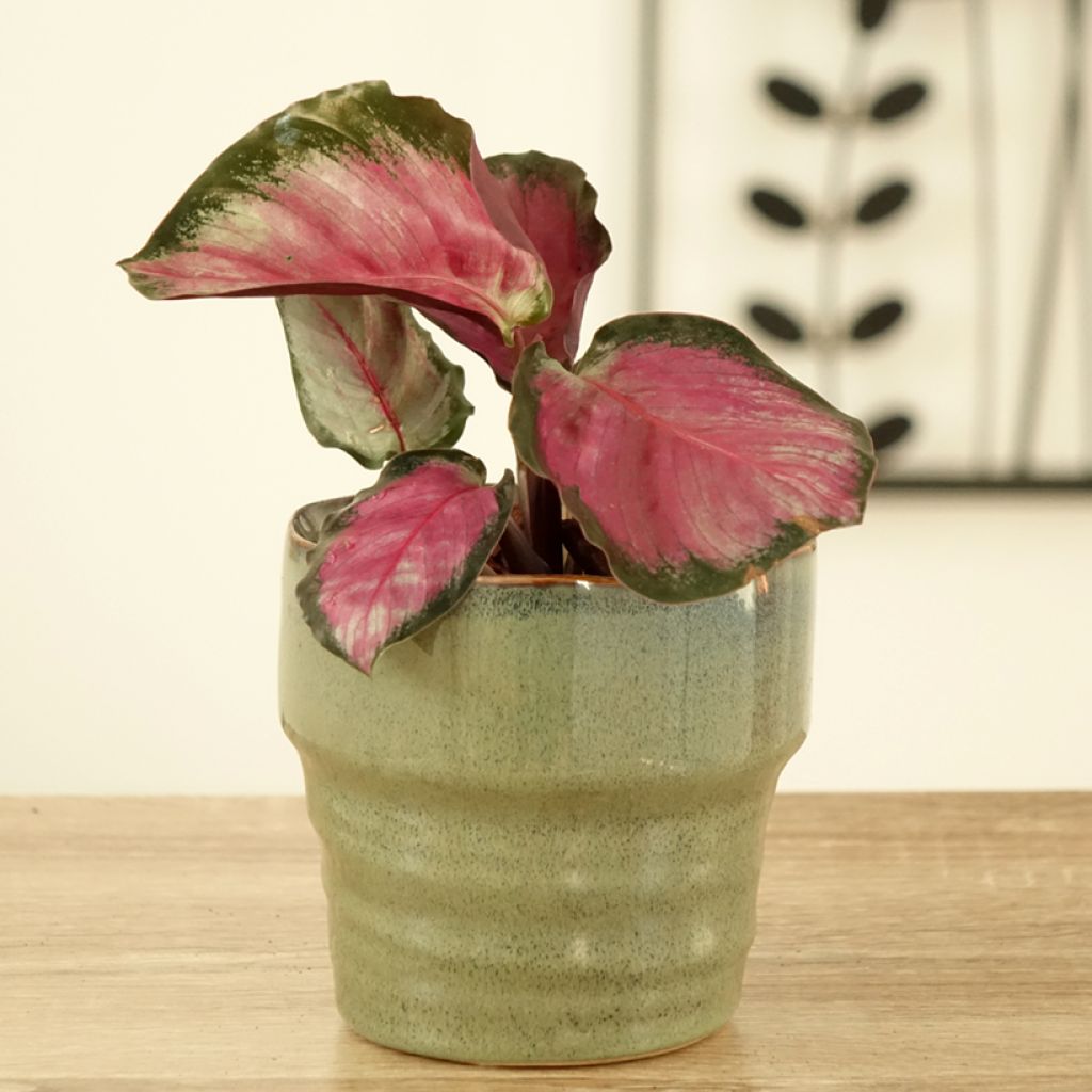 Calathea roseopicta Rosy