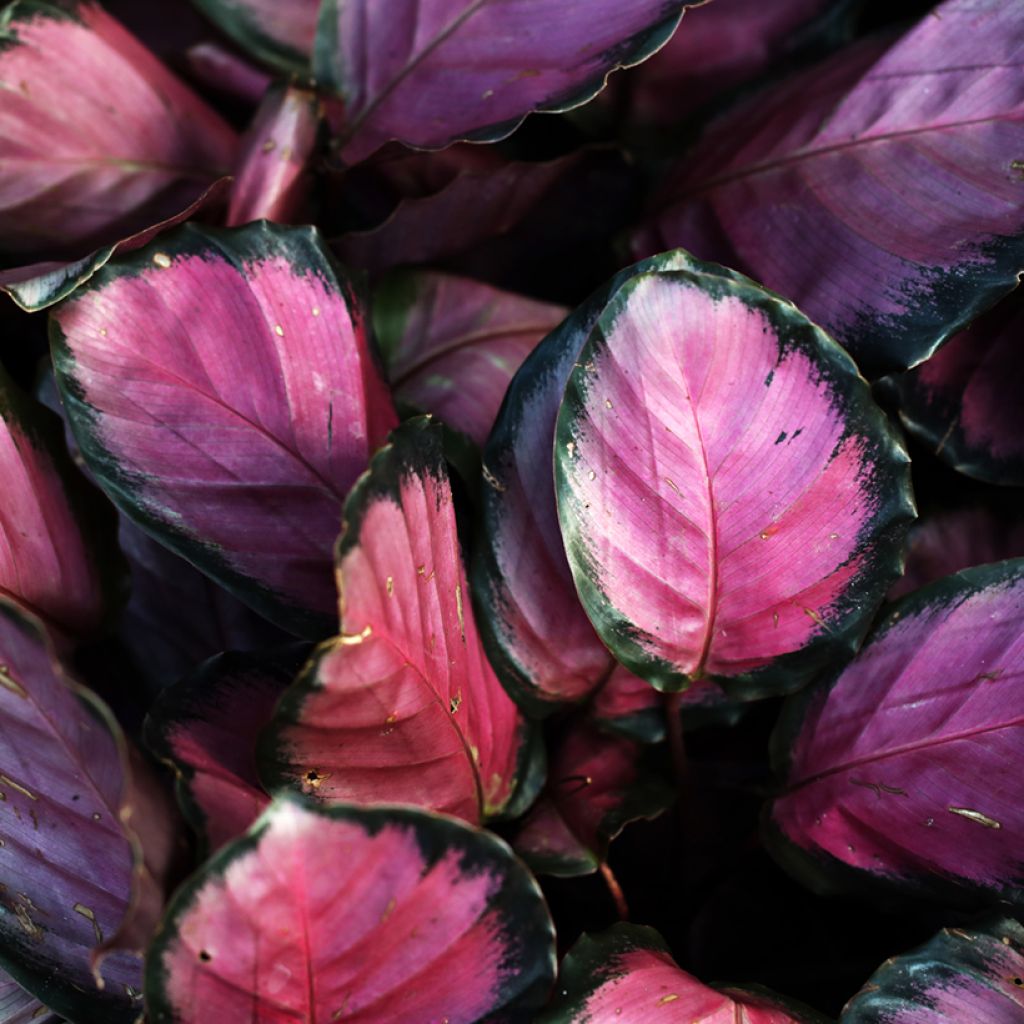 Calathea roseopicta Rosy