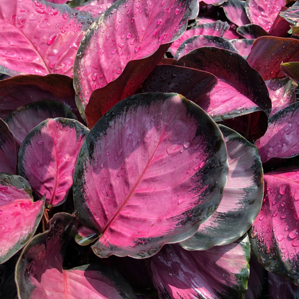 Calathea roseopicta Rosy