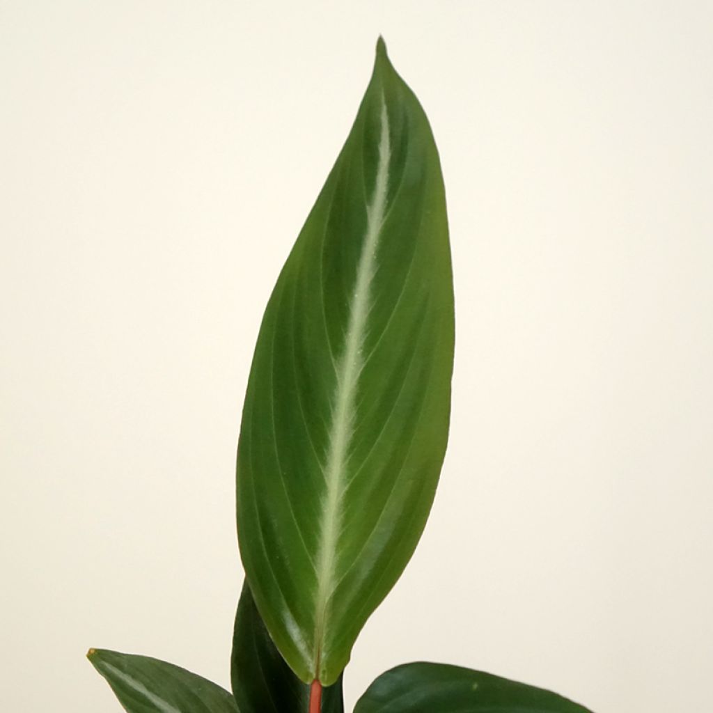 Calathea sanguinea