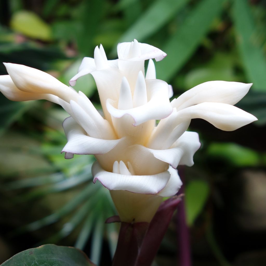 Calathea warscewiczii