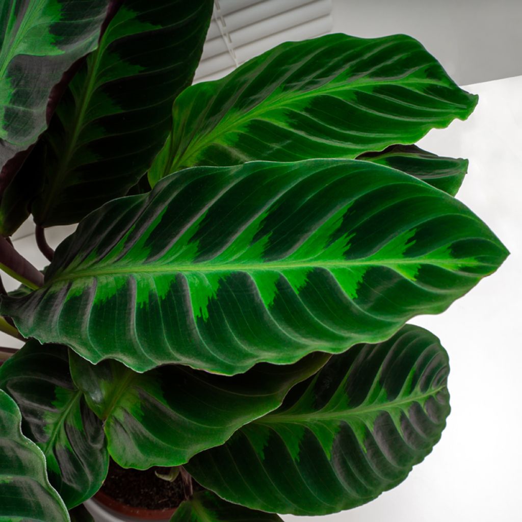 Calathea warscewiczii
